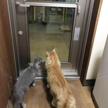 新しいドアに猫たちも興味津々